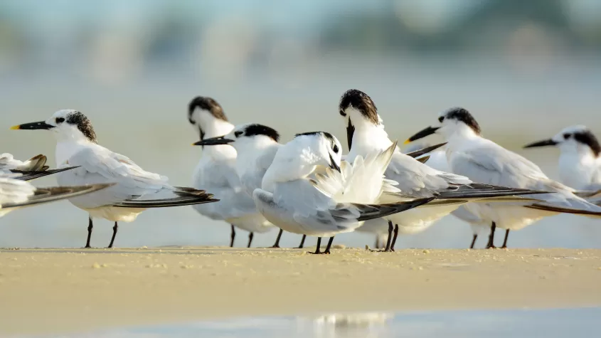 Shorebirds, Bunche Beach