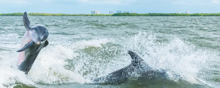 Dolphins playing