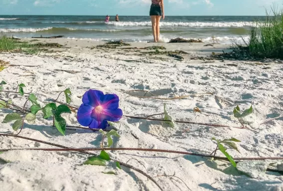 Flower Sand Woman Ocean Waves Clouds