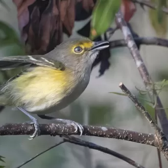 Birds Nature Six Mile Cypress Slough